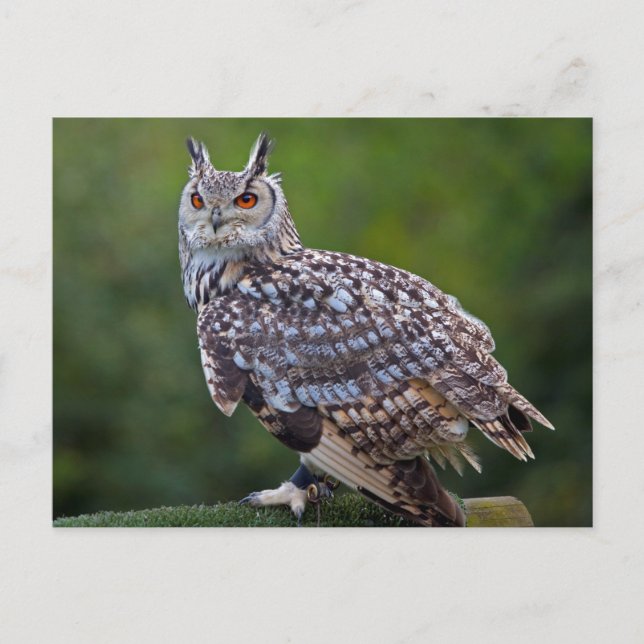 Eurasian Eagle Owl Postcard (Front)