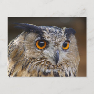 Eurasian Eagle Owl Postcard