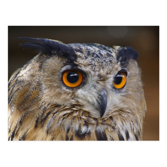 Eurasian Eagle Owl Postcard