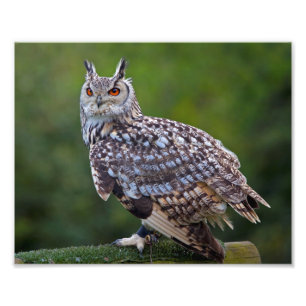 Eurasian Eagle Owl Print
