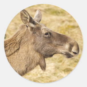 Eurasian elk classic round sticker