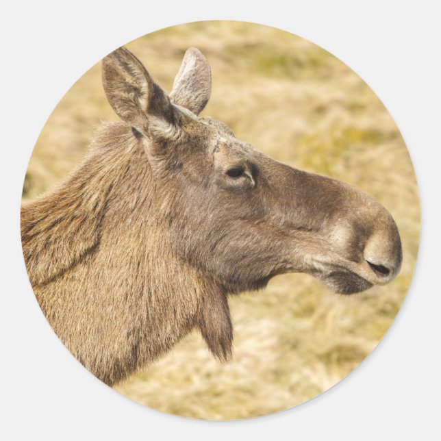 Eurasian elk classic round sticker (Front)