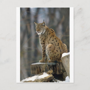 Eurasian Lynx (Lynx lynx) 3 Postcard