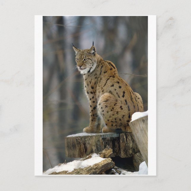 Eurasian Lynx (Lynx lynx) 3 Postcard (Front)
