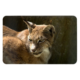 Eurasian Lynx Magnet