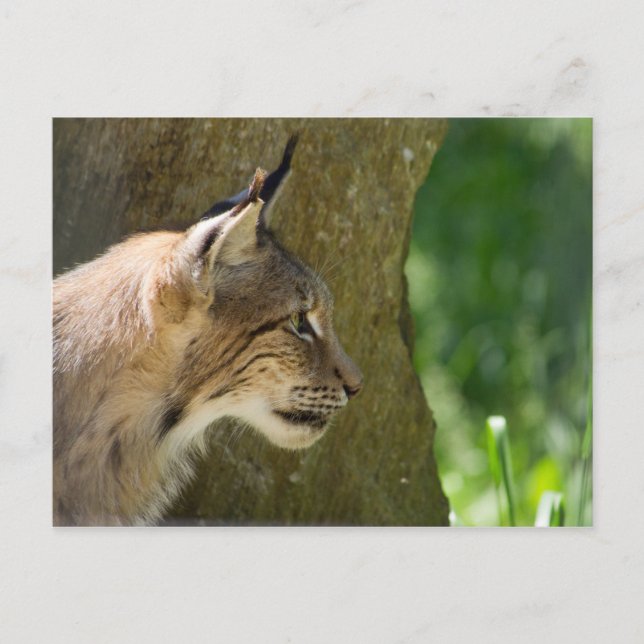 Eurasian Lynx Postcard (Front)