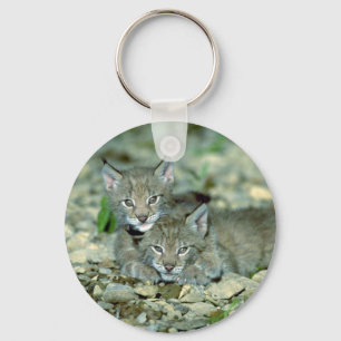 Eurasian lynx, young kittens playing key ring