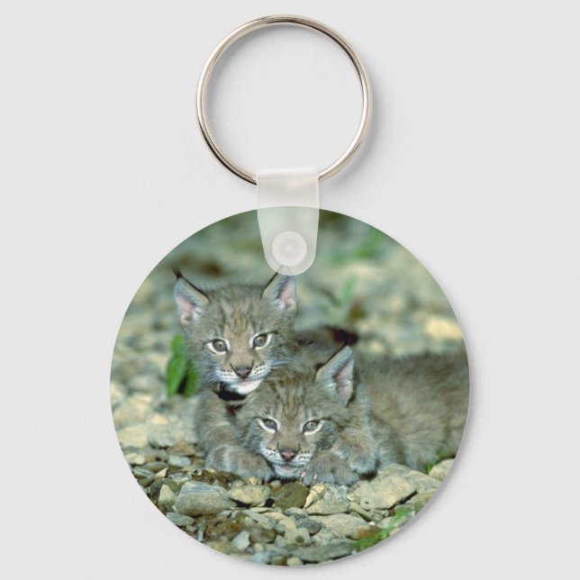 Eurasian lynx, young kittens playing key ring (Front)