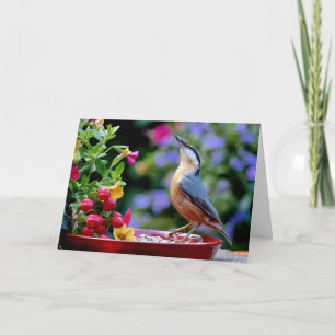 Eurasian Nuthatch bird Card