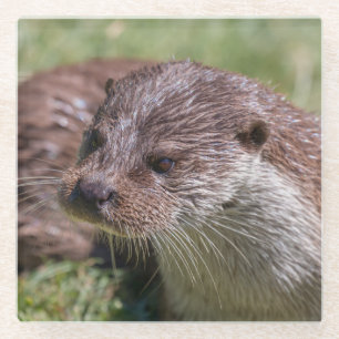Eurasian Otter Resting in the Sunshine Glass Coaster
