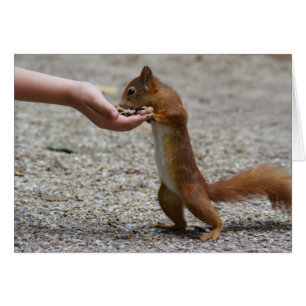 Eurasian red squirrel