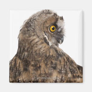 Eurasian Scops-owl - Otus scops (2 months old) Magnet
