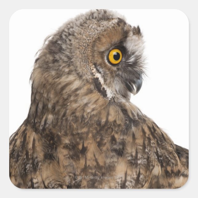 Eurasian Scops-owl - Otus scops (2 months old) Square Sticker (Front)