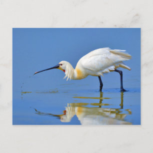 Eurasian Spoonbill Bird Platalea Leucorodia Postcard