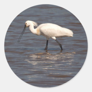 Eurasian Spoonbill Classic Round Sticker