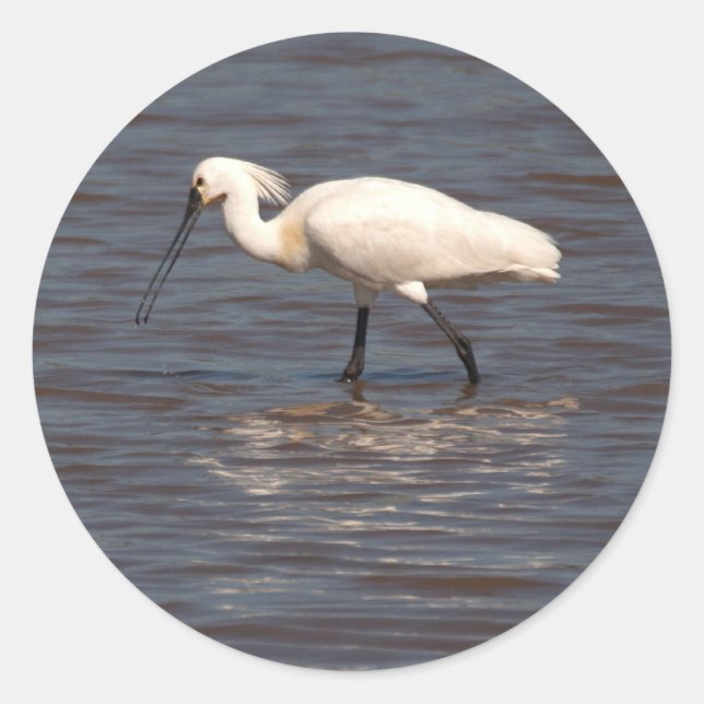 Eurasian Spoonbill Classic Round Sticker (Front)
