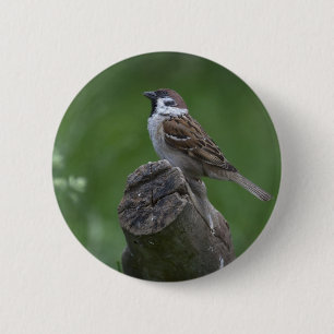 Eurasian Tree Sparrow 6 Cm Round Badge