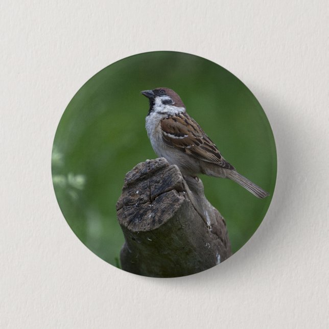 Eurasian Tree Sparrow 6 Cm Round Badge (Front)