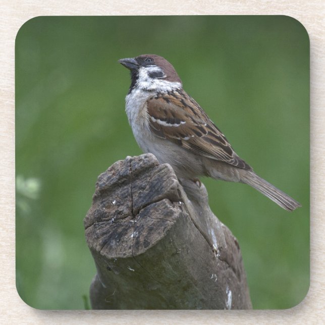 Eurasian Tree Sparrow Coaster (Front)