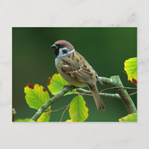 Eurasian Tree Sparrow in the autumn postcard