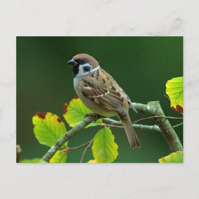 Eurasian Tree Sparrow in the autumn postcard (Front)