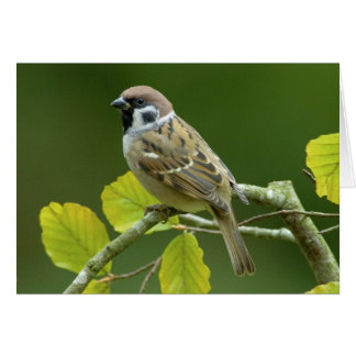 Eurasian Tree Sparrow in the autumn postcard