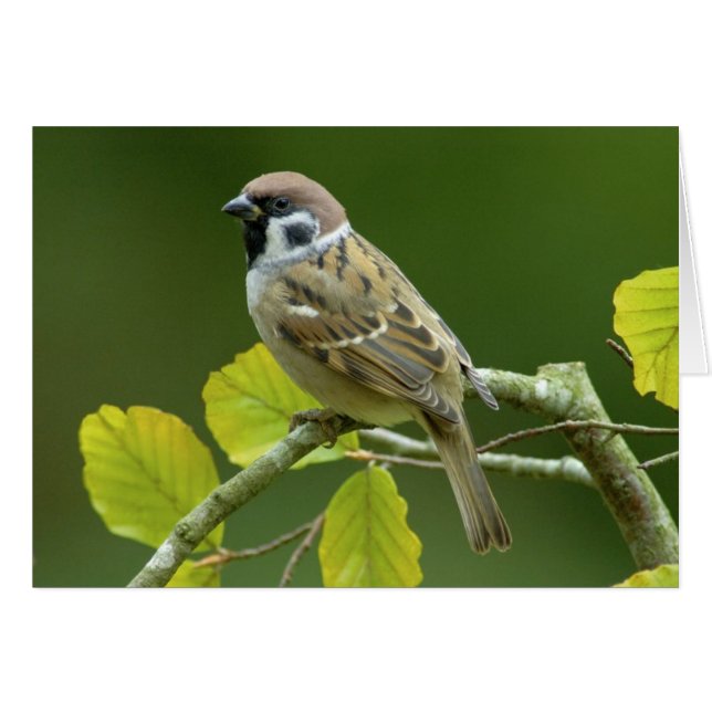 Eurasian Tree Sparrow in the autumn postcard (Front Horizontal)