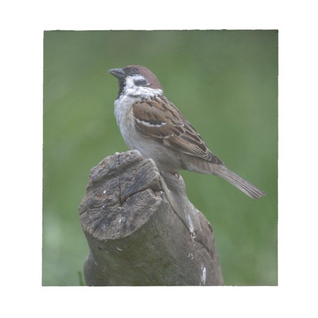 Eurasian Tree Sparrow Notepad (Front)