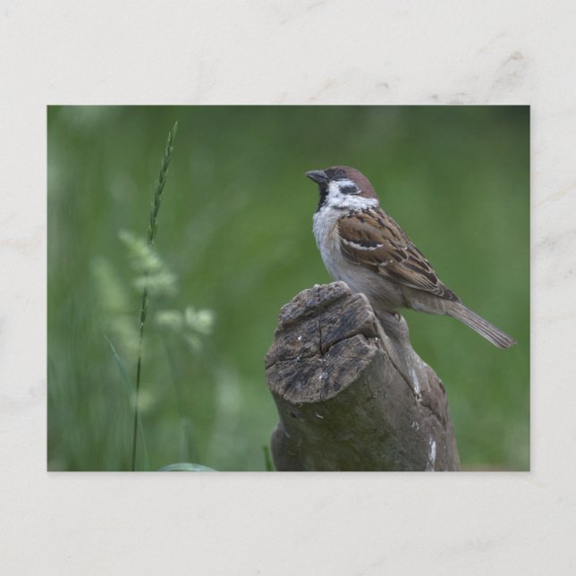 Eurasian Tree Sparrow Postcard (Front)