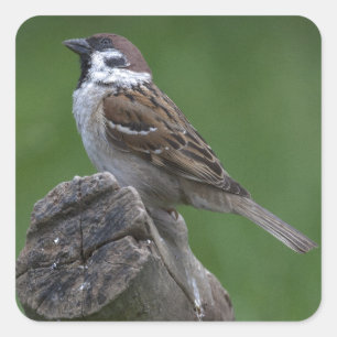 Eurasian Tree Sparrow Square Sticker