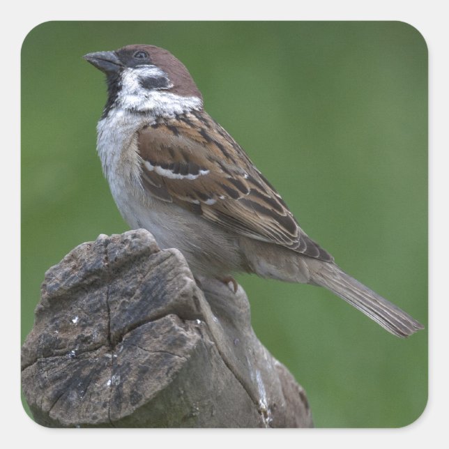 Eurasian Tree Sparrow Square Sticker (Front)