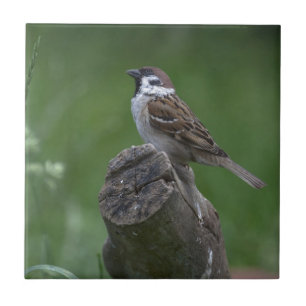 Eurasian Tree Sparrow Tile