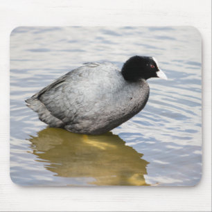 EurasianCoot Mouse Pad