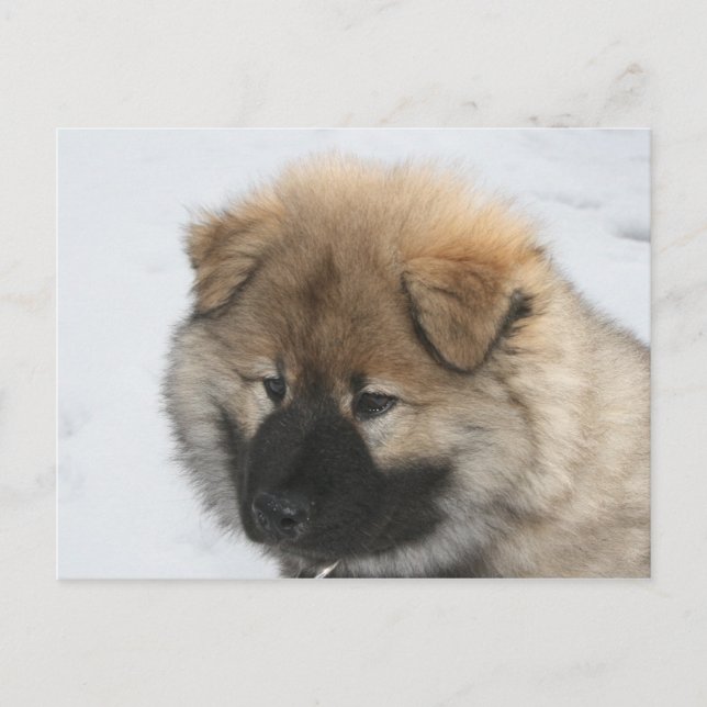 Eurasier Puppy Postcard (Front)