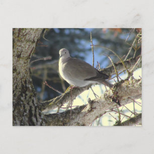 Euratian Dove on Maple Tree Postcard