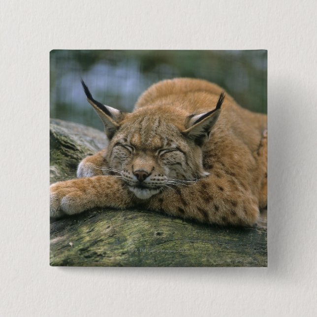 Europ�_ischer Luchs, Eurasischer Luchs (Lynx 15 Cm Square Badge (Front)