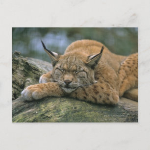 Europ�_ischer Luchs, Eurasischer Luchs (Lynx Postcard