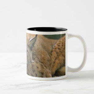 Europ�_ischer Luchs, Eurasischer Luchs (Lynx Two-Tone Coffee Mug