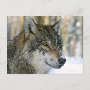 Europäischer Wolf Postcard