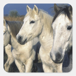 Europe, France, Ile del la Camargue. Camargue 3 Square Sticker