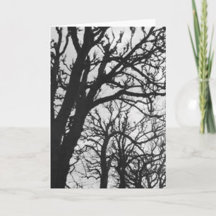 Europe, France, Paris. Winter trees, Marco Card