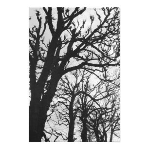 Europe, France, Paris. Winter trees, Marco Photo Print