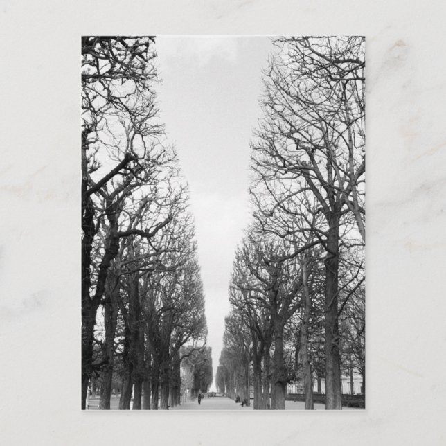 Europe, France, Paris. Winter trees, Marco Polo Postcard (Front)