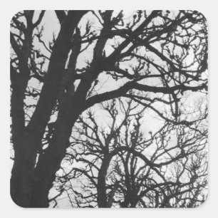 Europe, France, Paris. Winter trees, Marco Square Sticker