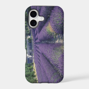 Europe, France, Provence. Lavander fields
