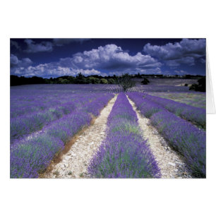 Europe, France, Provence. Lavander fields