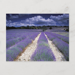 Europe, France, Provence. Lavander fields Postcard
