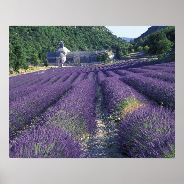 Europe, France, Provence. Lavander fields Poster (Front)