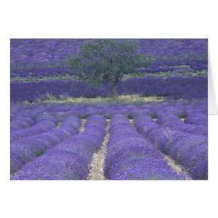 Europe, France, Provence, Sault, Lavender fields 2