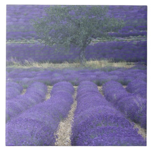 Europe, France, Provence, Sault, Lavender fields 2 Ceramic Tile